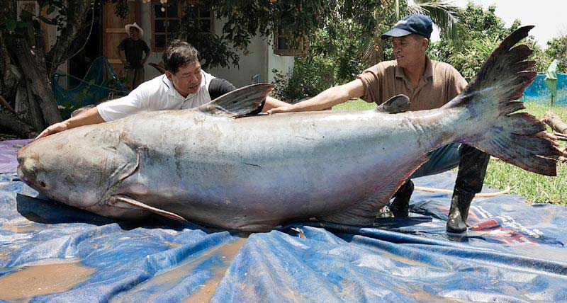 Two anglers with a giant Mekong catfish that weighs over 600 pounds.