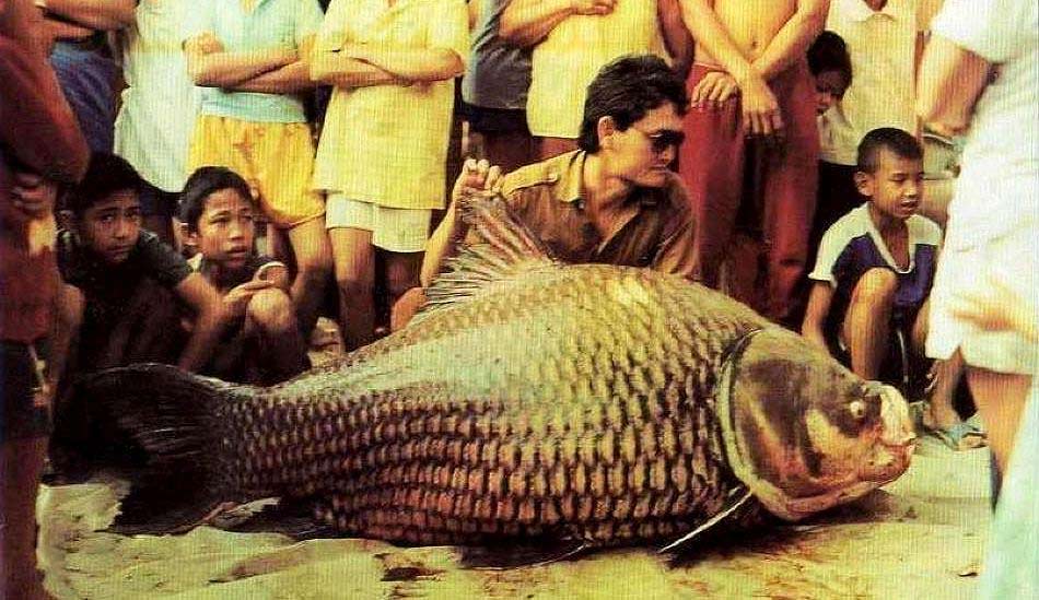A group of people standing around a large freshwater fish, a 270-pound Giant Siamese Carp.
