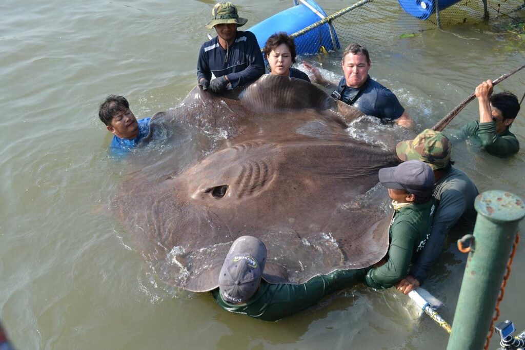 A group of anglers holding up a large 661 pound stingray. Giant freshwater stingrays are one of the largest freshwater fish in the world. 