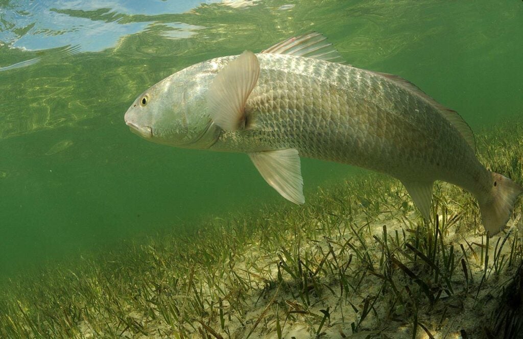 Underwater image of a large redfish.