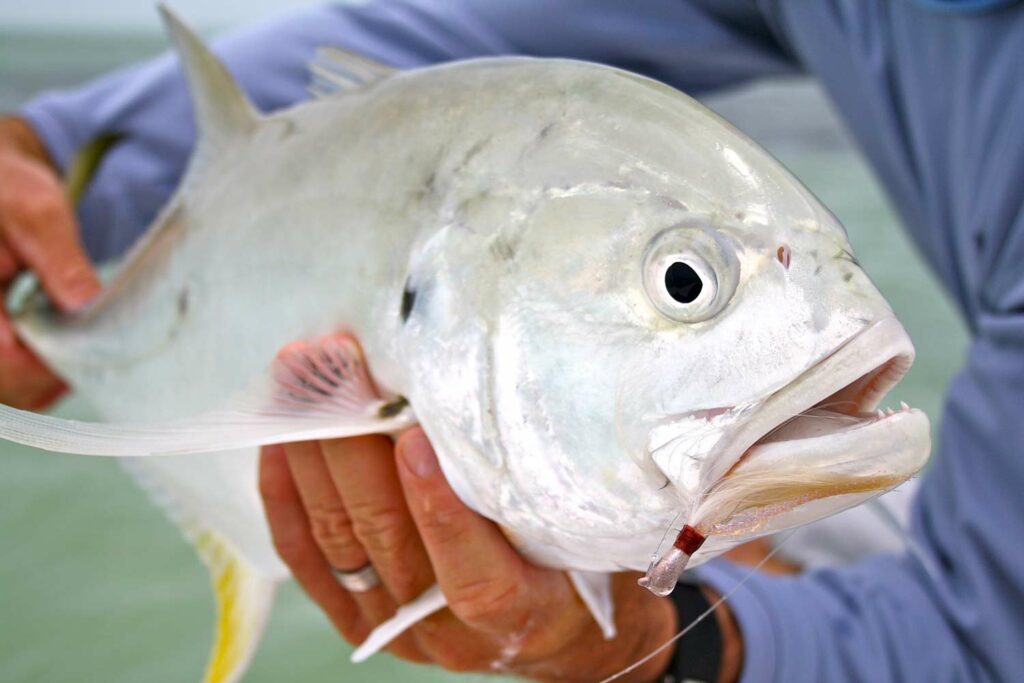 Closeup image of an angler holding up a jacks fish caught off the coast of key west.