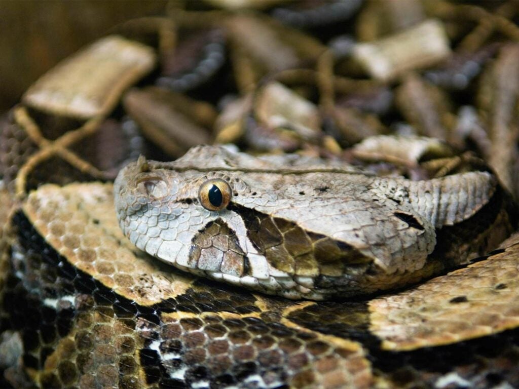 Close up detail of a Gaboon viper.