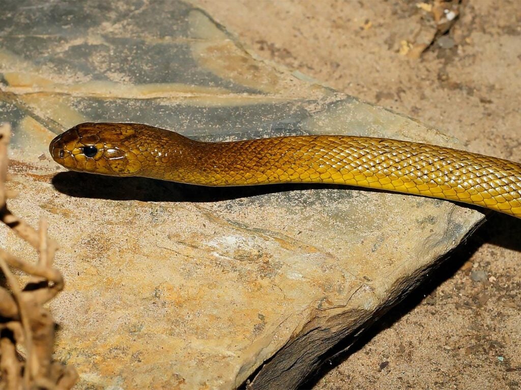 The inlaid Taipan snake slithering over a rock.
