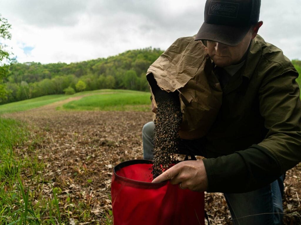A hunter with a seed bag spreads buckwheat seeds over a food plot.