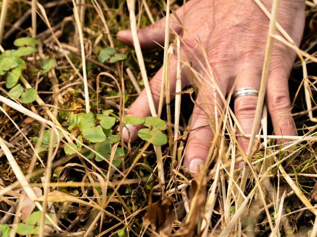 A hand with fingers running through vegetation and grass on the ground.