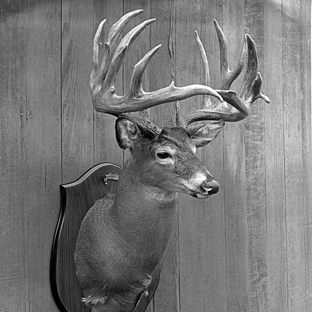 Black and white image of a whitetail deer head mounted on the wall.