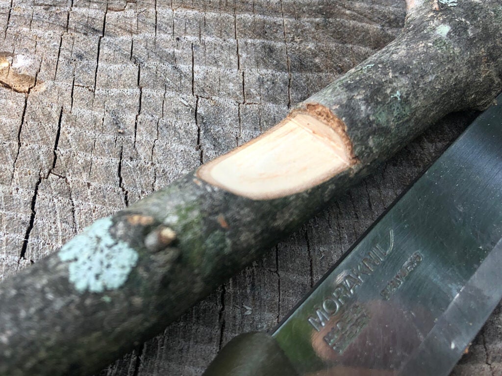 A wooden branch with a push cut and stop cut carved into it.