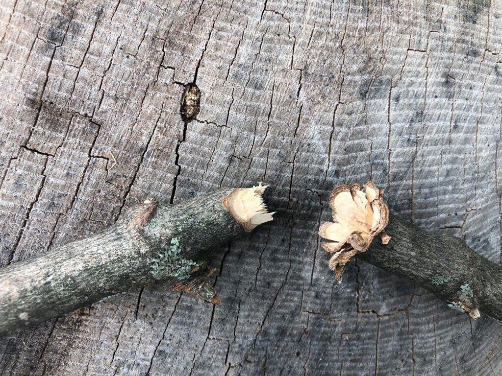 A branch of wood broken in half.