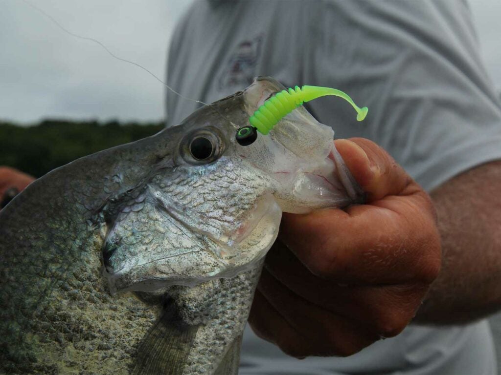 A large crappie fish on a Jenko Big T Fry Series.