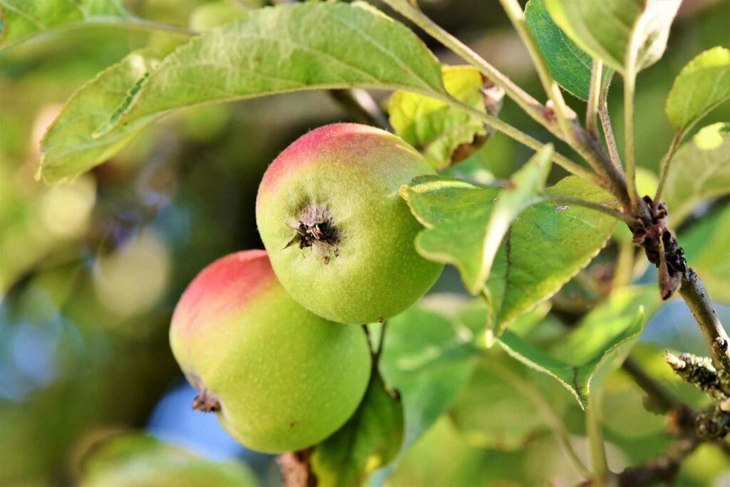 A green and red ripening apple on a tree branch.
