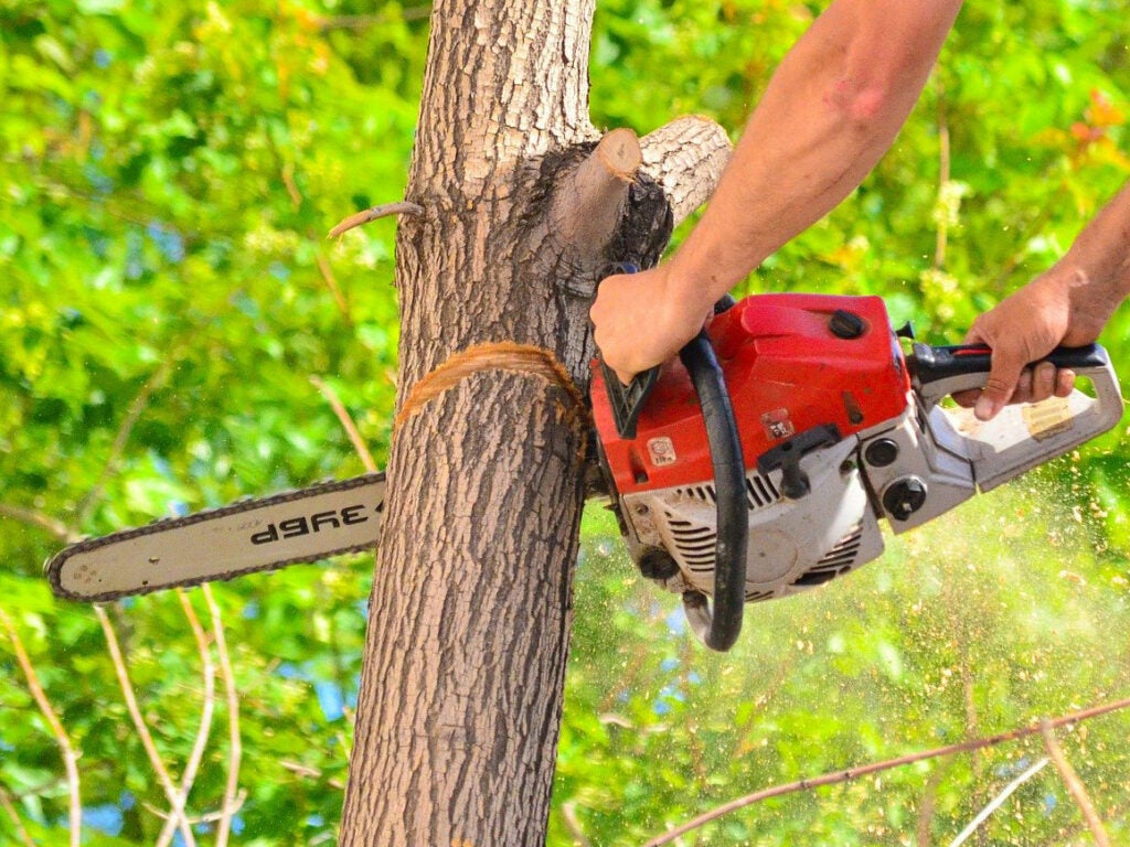 A man using a chainsaw to cut a hinge-cut in a tree.