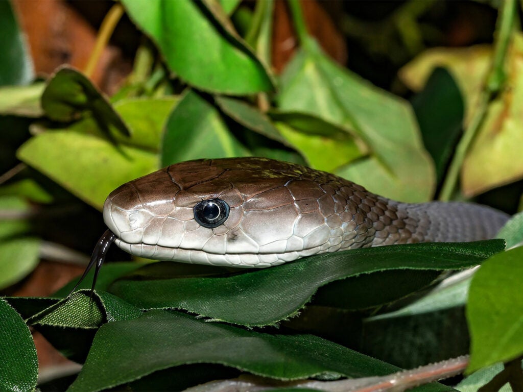 Snake world record longest Biggest Snake