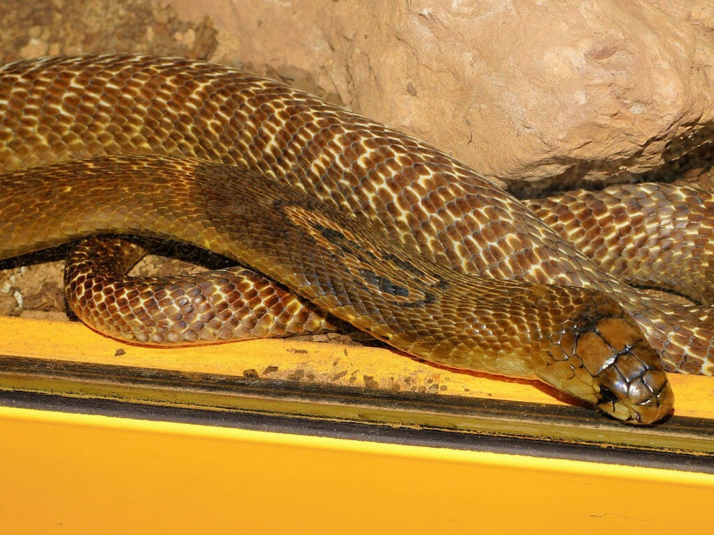 A king cobra snake coiled up with the hood retracted.
