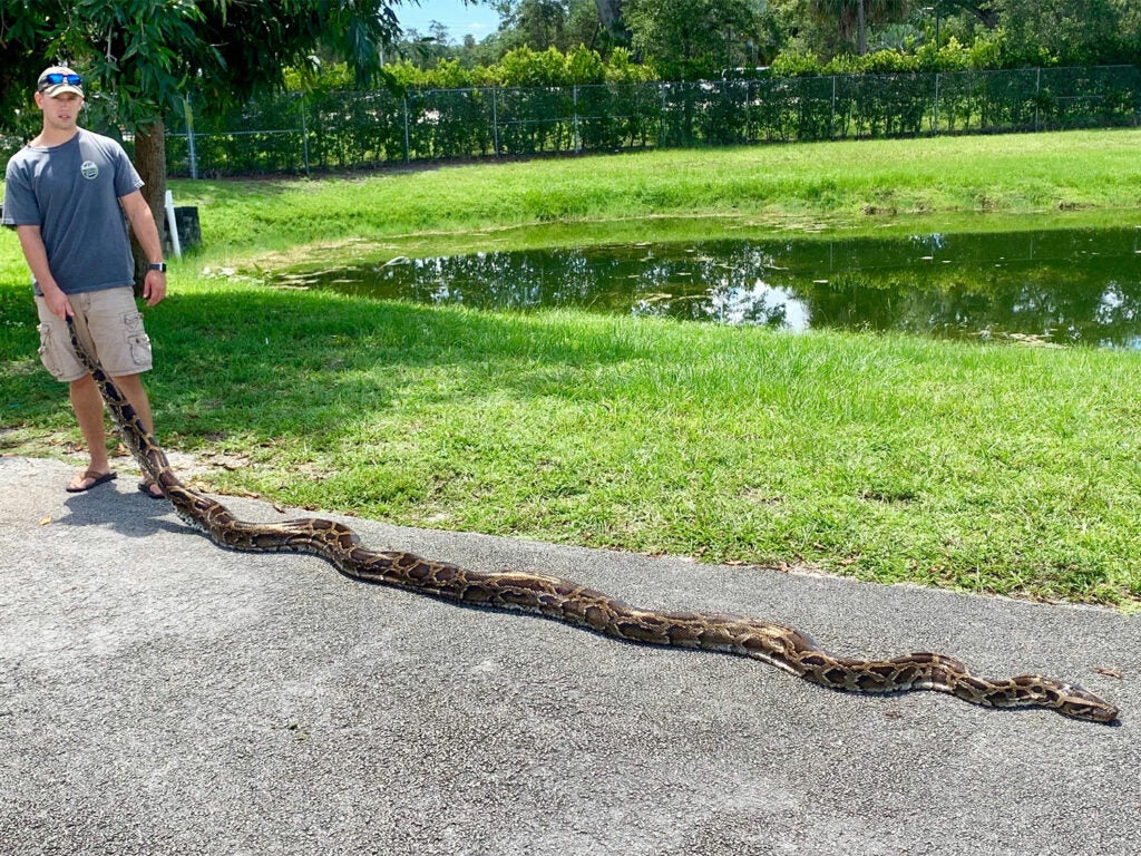 A young man standing beside a large burmese python on a sidewalk.