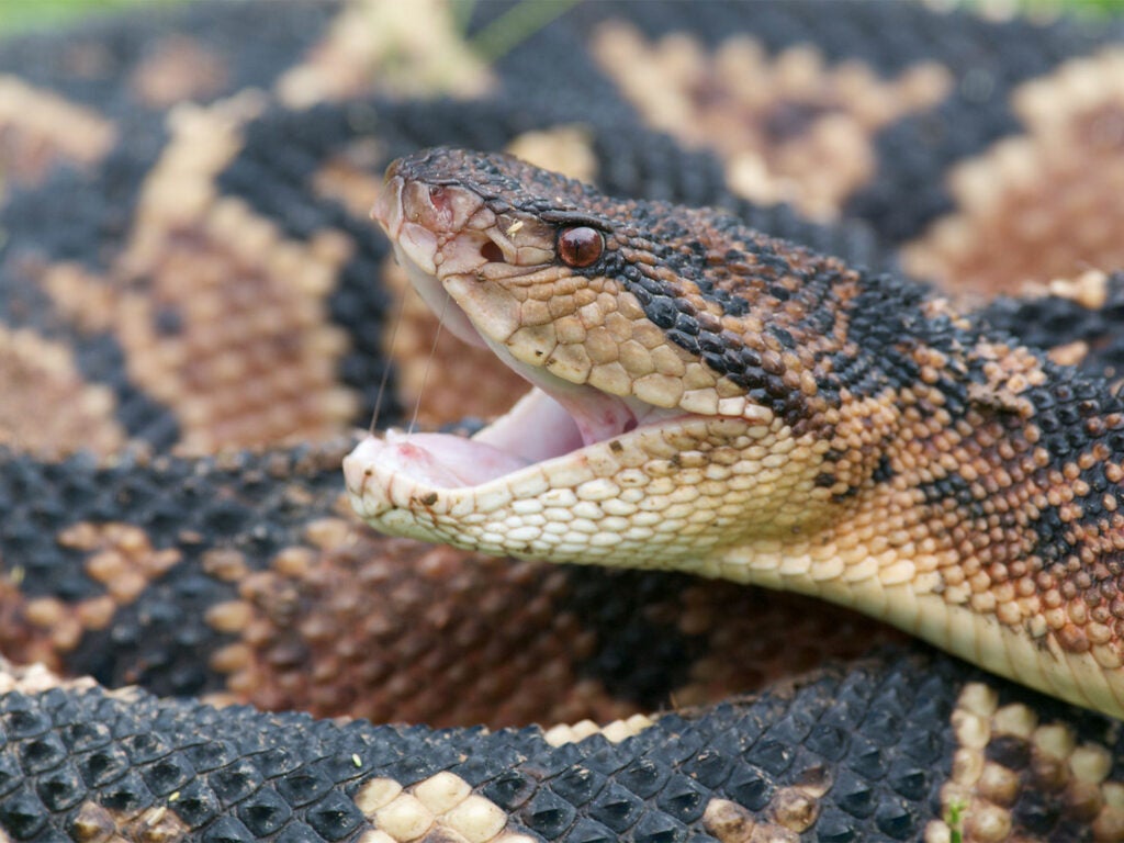 Snake world record longest Longest snake