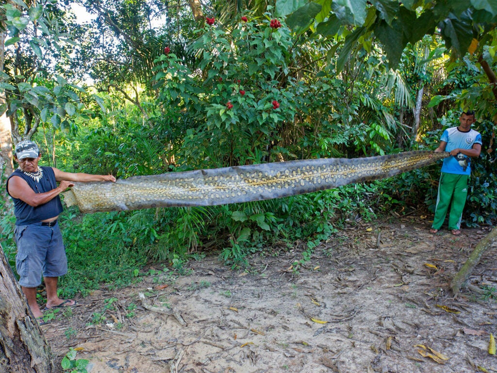 Two people holding up the skin of a large green anaconda.