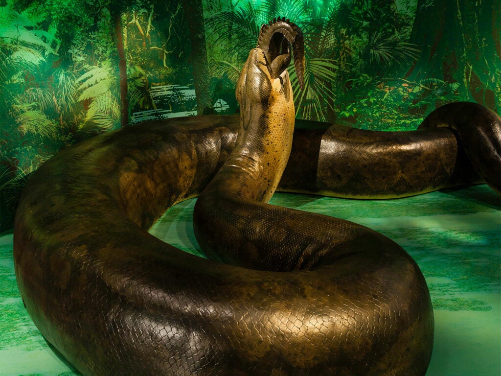 A museum exhibit showcasing a large snake with an alligator in its mouth.