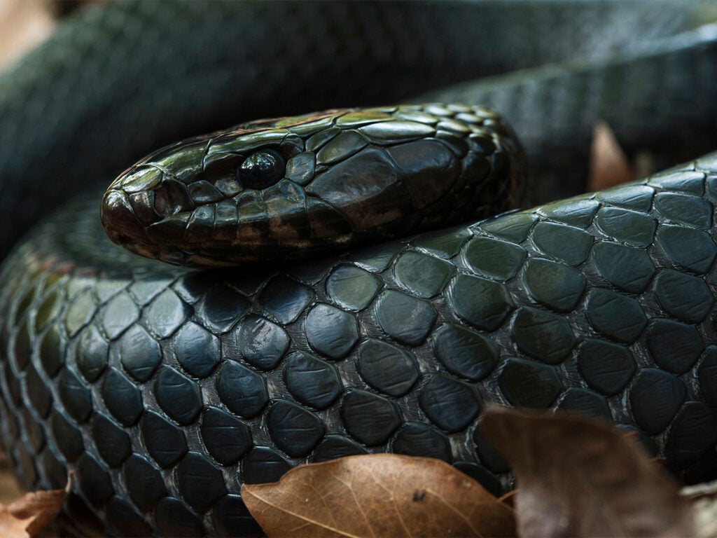 Record snake world longest Longest snake