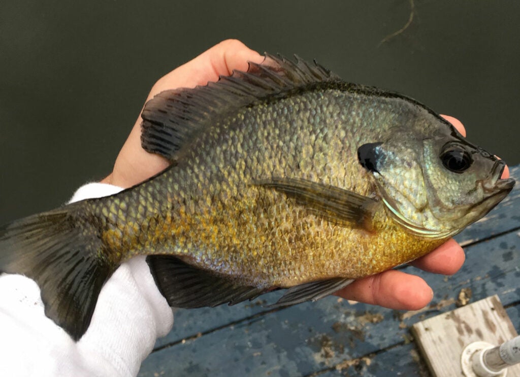 A large bluegill fish in a hand.