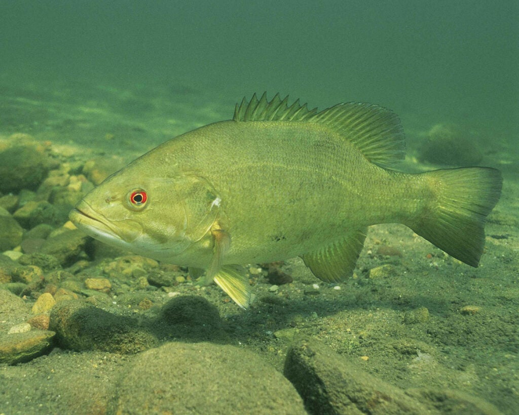 A smallmouth bass swimming underwater