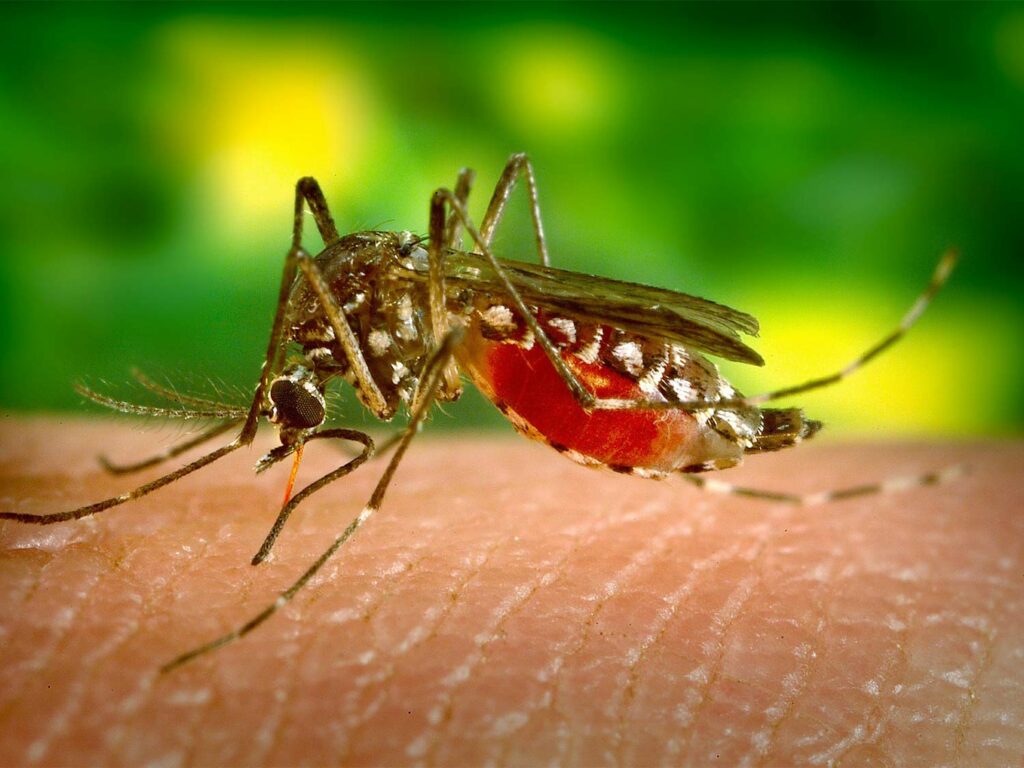 A mosquito feeding on someone.