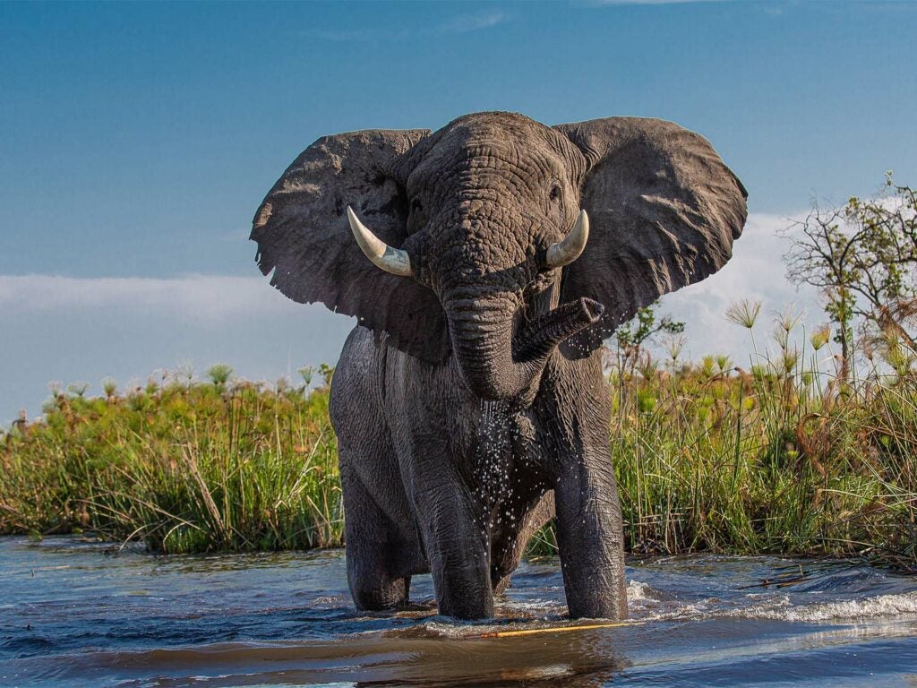 A large African elephant in a stream.