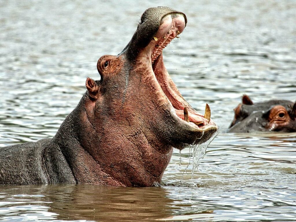 A large hippo with its mouth open.