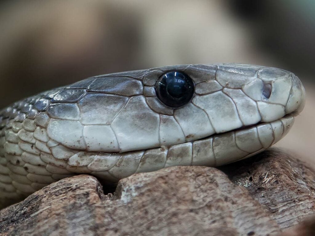 Close up detail of a black mamba snake head.