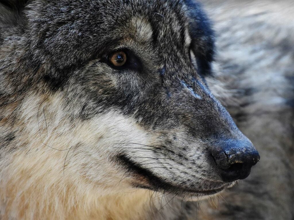 Close up detail of a large wolf head.