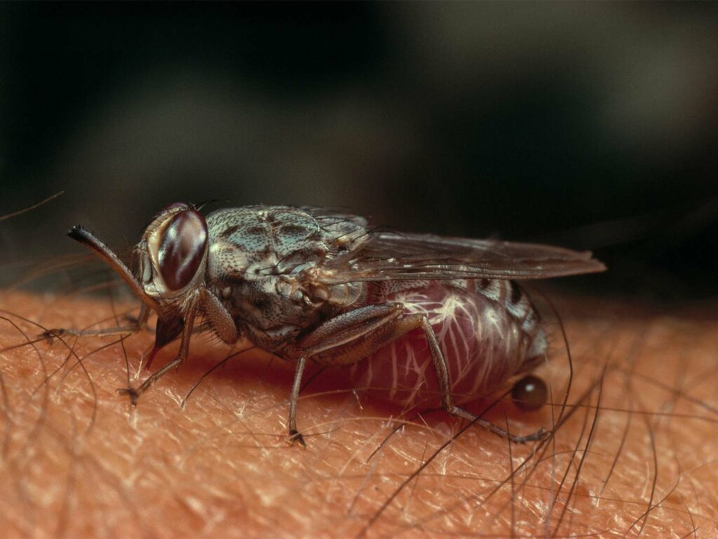 A close up image of a tsetse fly.
