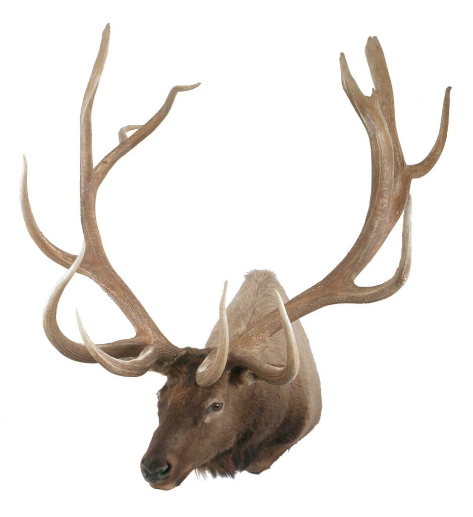 An elk trophy mount on a white background.