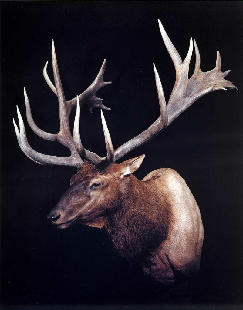 A deer trophy mount on a black background.