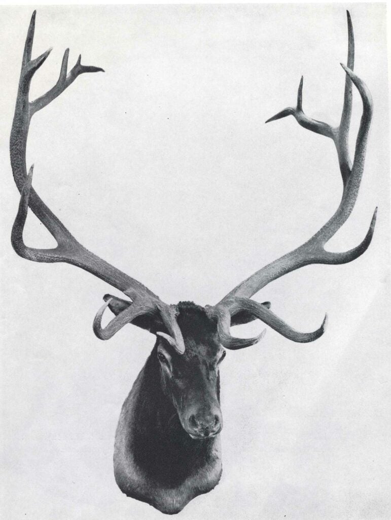 A black and white image of a trophy elk mount.