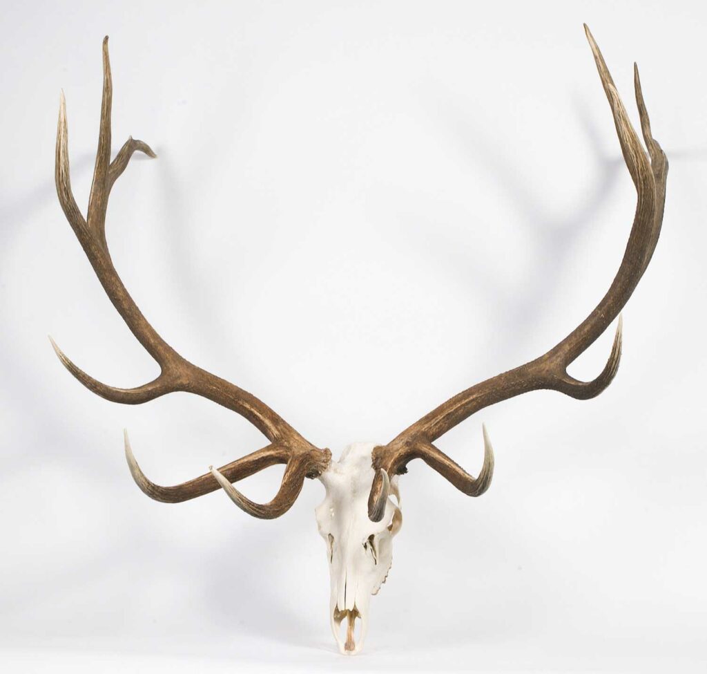 An elk antler trophy on a white background.