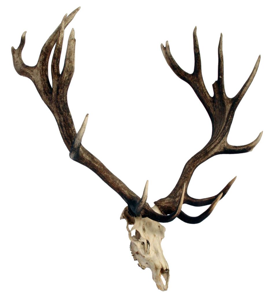 An elk antler trophy mount on a white background.