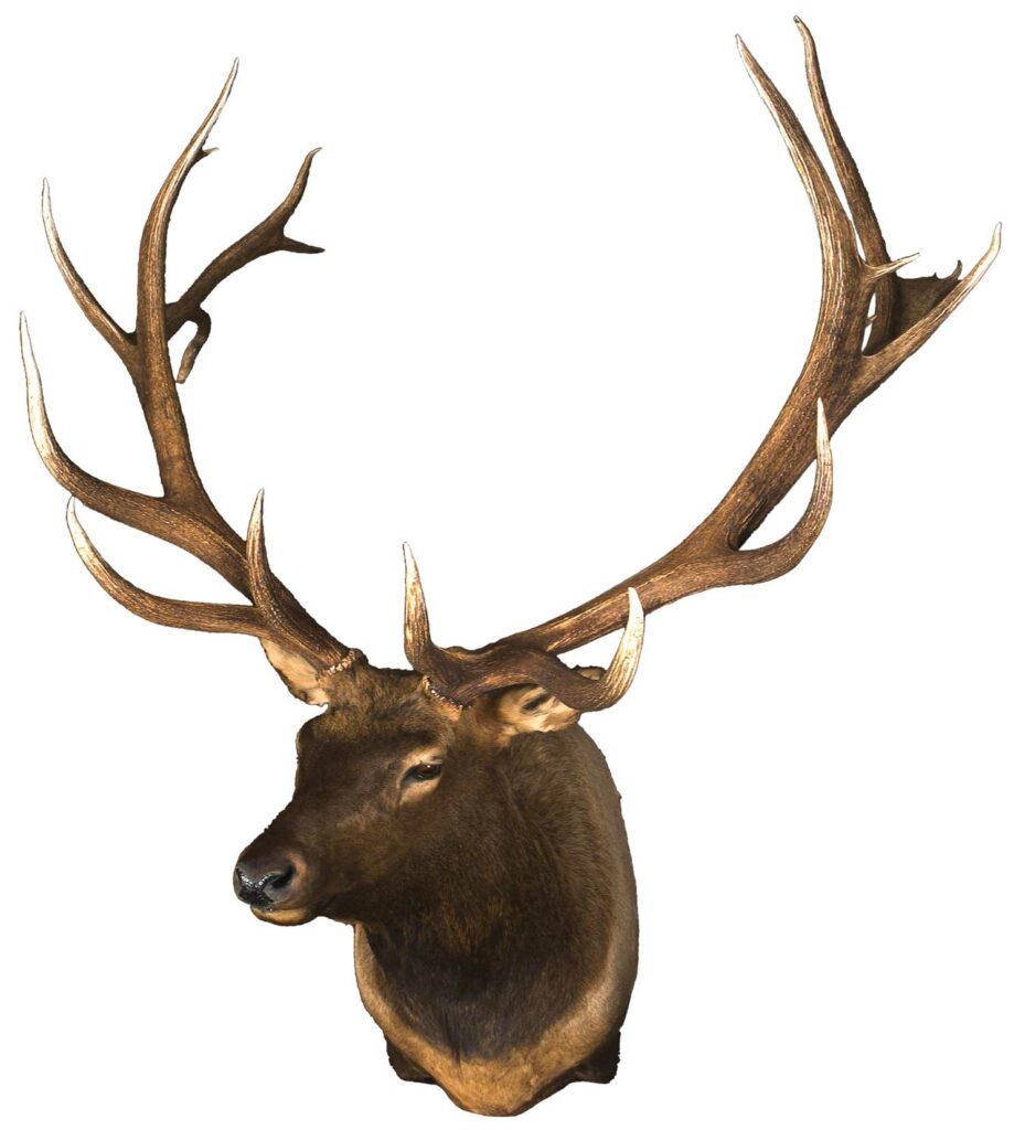 A deer trophy mount on a white background.