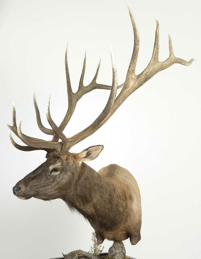 A trophy deer mount on a white background.