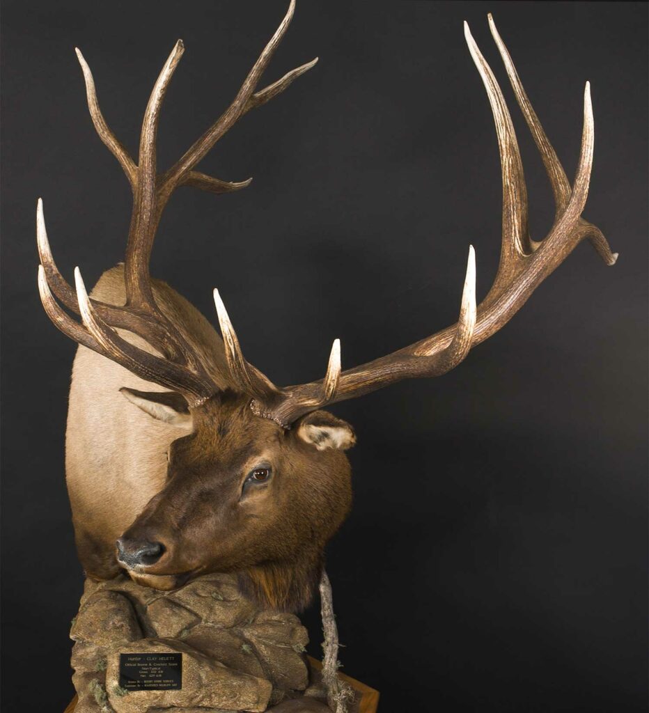A trophy elk mount on a black background.