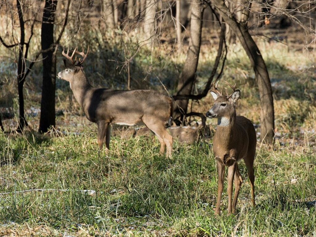 Two whitetail bucks stand in the woods.