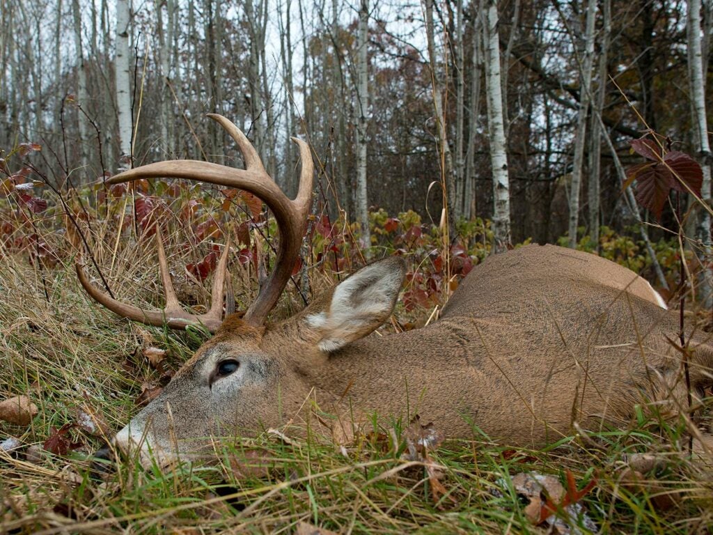 A whitetail deer in dead in the grass in the woods.