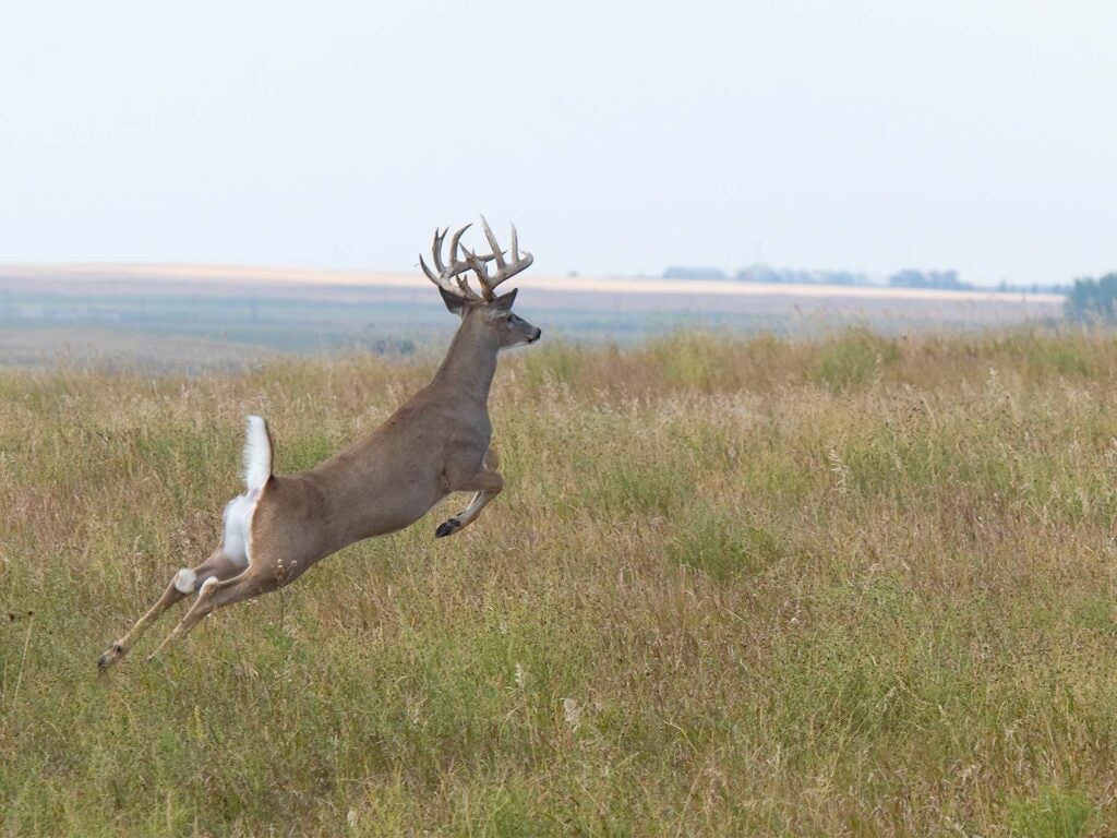 A whitetail buck flees in a large open field.