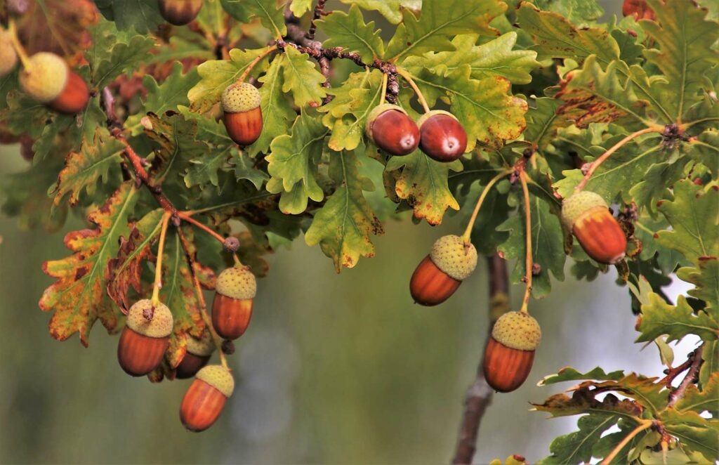 A branch of acorns hanging from a tree branch.