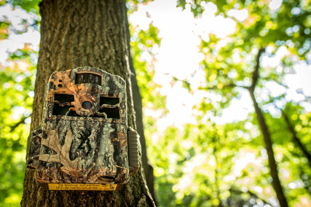 Trail Camera strapped to a tree.