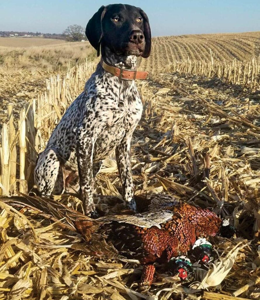 A german shorthaired pointer in a field next to a pheasant.