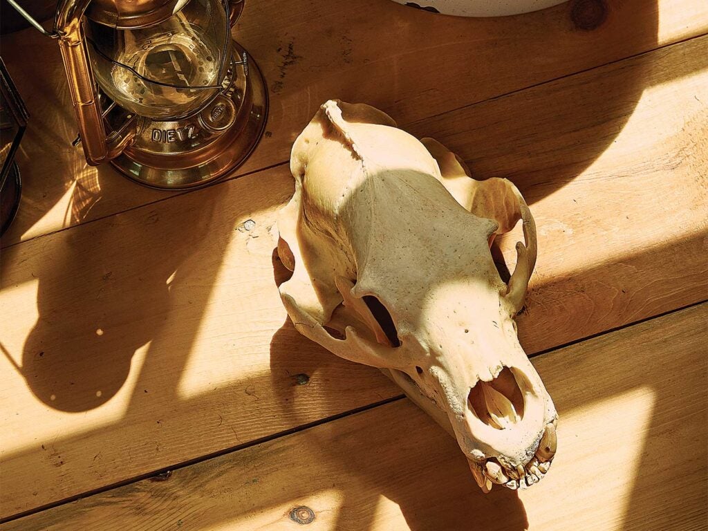 An animal skull on a wooden floor next to a old oil lamp.