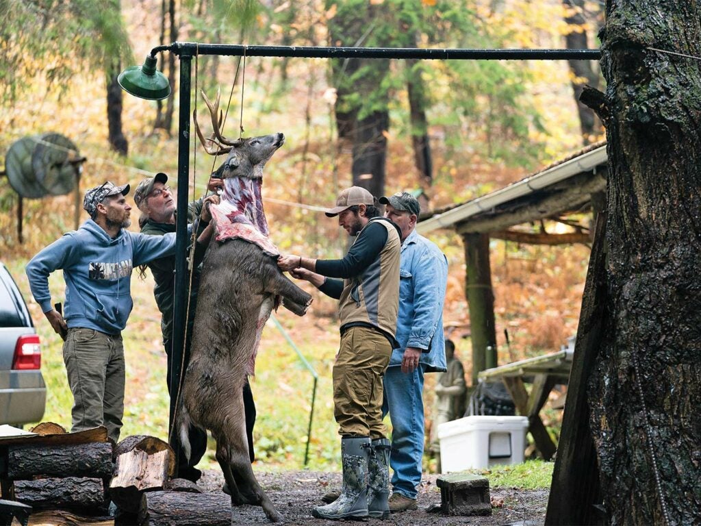 A group of hunters stand around a deer skinning it.