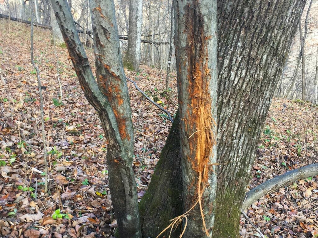 A tree showing scrapes and rub from a deer's antlers.