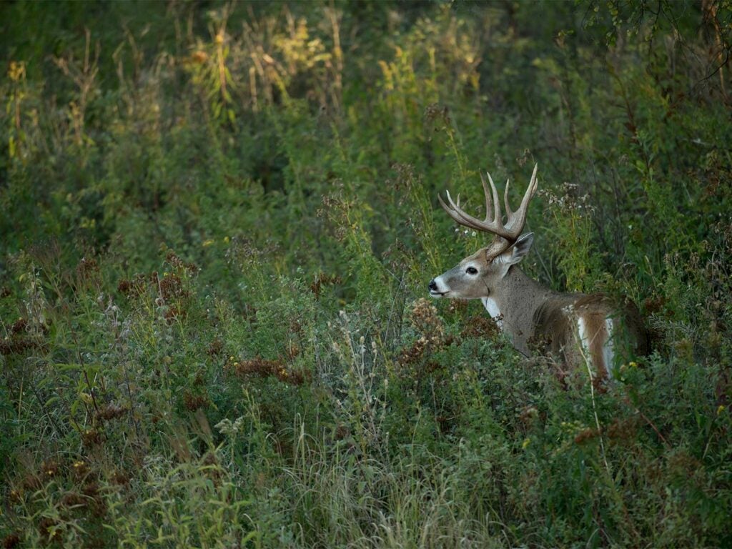 A wild buck walks through a field of tall grass.