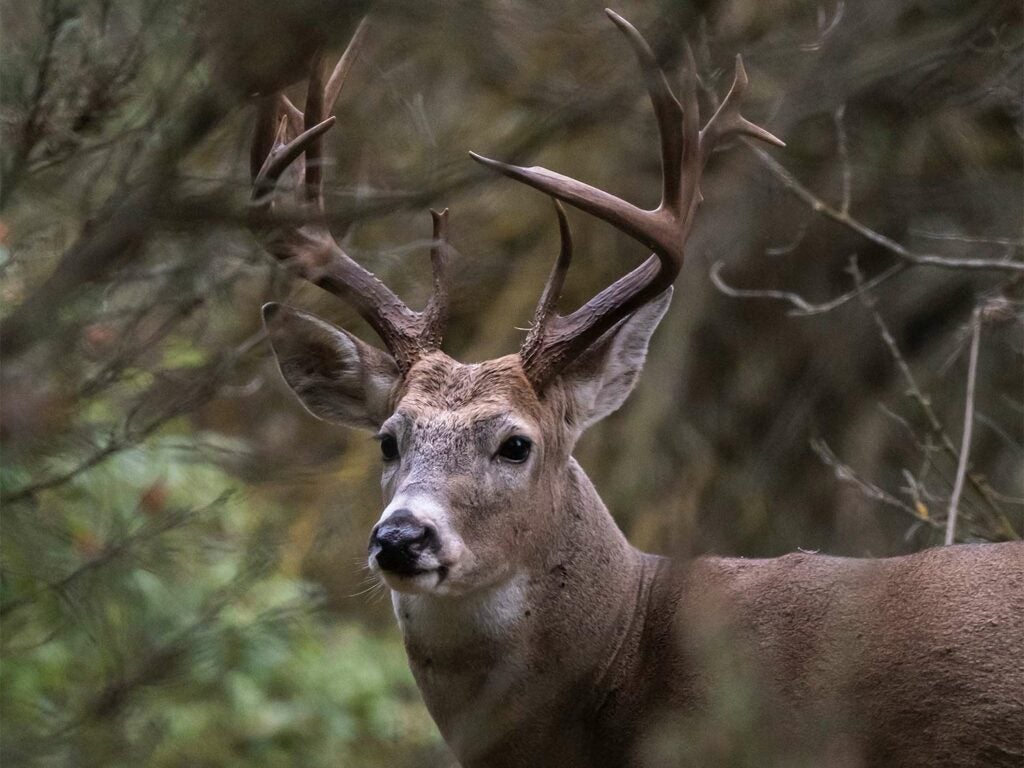 A whitetail buck stands in a brush of thick cover.