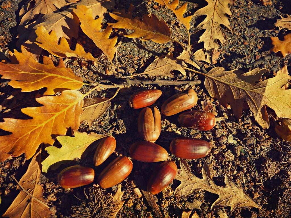 A handful of acorns on the ground with leaves.